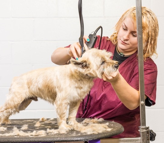 Professional groomer uses Shor-Line Elite Grooming Table to groom mixed breed dog.